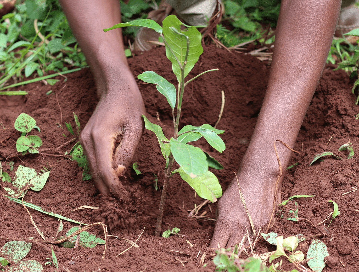 persoon die met zijn handen in de grond zit en planten opgraaft