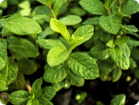 close-up van een groene plant met waterdruppels